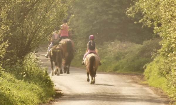 how-to-get-horses-used-to-road-traffic-prime-stables