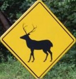 deer-crossing-sign-guatemala