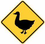 duck-crossing-america