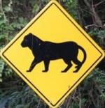 jaguar-crossing-sign-guatemala