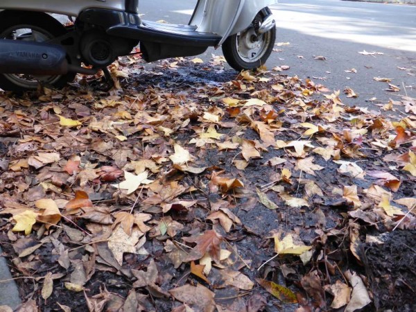 leaves on the road with scooter