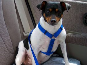 dog in vehicle harness